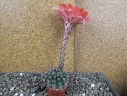 Echinopsis hybrid pot 5,5 cm - 12408228