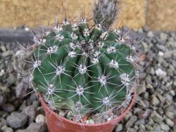 Echinopsis hybrid pot 5,5 cm - 12408229