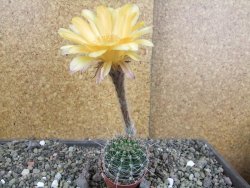 Echinopsis hybrid pot 5,5 cm - 12408231