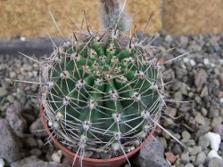 Echinopsis hybrid pot 5,5 cm - 12408232