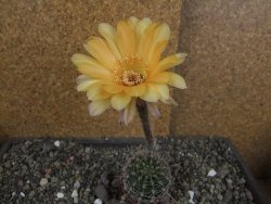 Echinopsis hybrid pot 5,5 cm - 12408233