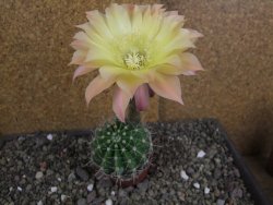 Echinopsis hybrid pot 5,5 cm - 12408238