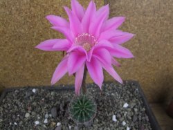 Echinopsis hybrid pot 5,5 cm - 12408241