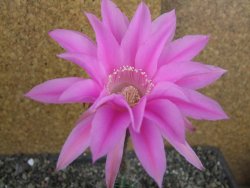 Echinopsis hybrid pot 5,5 cm - 12408243