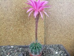 Echinopsis hybrid pot 5,5 cm - 12408244