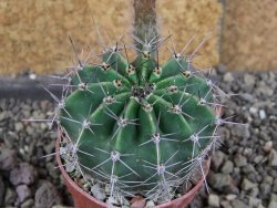 Echinopsis hybrid pot 5,5 cm - 12408245