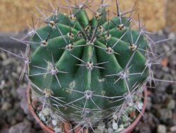 Echinopsis hybrid pot 5,5 cm - 12408246