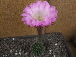 Echinopsis hybrid pot 5,5 cm - 12408253