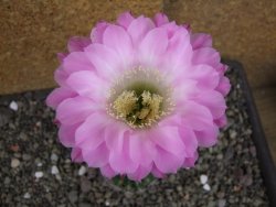 Echinopsis hybrid pot 5,5 cm - 12408255