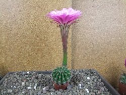 Echinopsis hybrid pot 5,5 cm - 12408256
