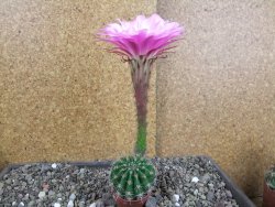 Echinopsis hybrid pot 5,5 cm - 12408257
