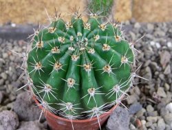 Echinopsis hybrid pot 5,5 cm - 12408258