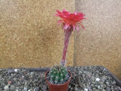 Echinopsis hybrid pot 5,5 cm - 12408262