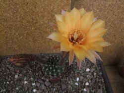 Echinopsis hybrid pot 5,5 cm - 12408264