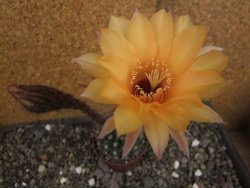 Echinopsis hybrid pot 5,5 cm - 12408265