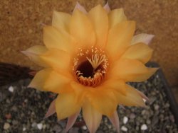 Echinopsis hybrid pot 5,5 cm - 12408267