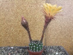 Echinopsis hybrid pot 5,5 cm - 12408268