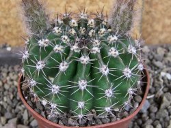 Echinopsis hybrid pot 5,5 cm - 12408269