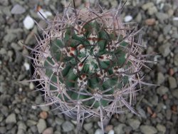 Pyrrhocactus bulbocalyx, pot 5,5 cm - 12408271