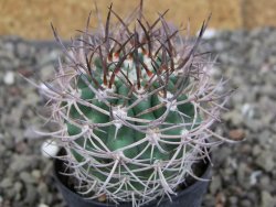 Pyrrhocactus bulbocalyx, pot 5,5 cm - 12408273