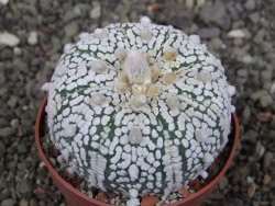 Astrophytum Super Kabuto pot 6,5 cm - 12408274