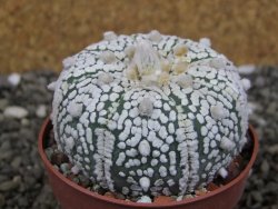 Astrophytum Super Kabuto pot 6,5 cm - 12408275