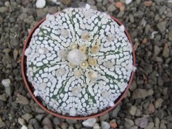 Astrophytum Super Kabuto pot 6,5 cm - 12408278