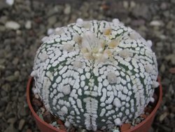 Astrophytum Super Kabuto pot 6,5 cm - 12408279
