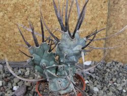 Tephrocactus articulatus black spine pot 5,5 cm