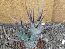 Tephrocactus articulatus black spine pot 5,5 cm - 12408281