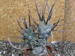 Tephrocactus articulatus black spine pot 5,5 cm - 12408282