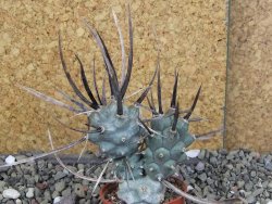 Tephrocactus articulatus black spine pot 5,5 cm - 12408283