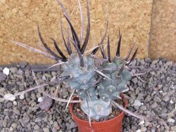 Tephrocactus articulatus black spine pot 5,5 cm - 12408284