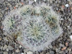 Sulcorebutia hertusii Zudaňes, pot 5,5 cm - 12408288