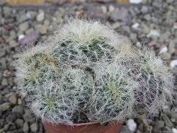 Sulcorebutia hertusii Zudaňes, pot 5,5 cm - 12408290