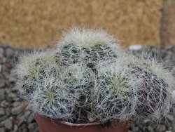 Sulcorebutia hertusii Zudaňes, pot 5,5 cm - 12408291