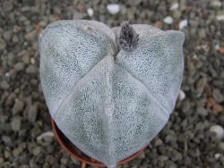 Astrophytum coahuilense tricostatum XL pot 5,5 cm - 12408293