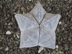 Astrophytum Onzuko Relief, pot 5,5 cm - 12408306