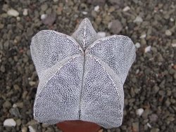 Astrophytum Onzuko Relief, pot 5,5 cm - 12408308
