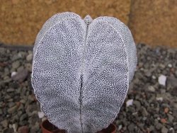 Astrophytum Onzuko Relief, pot 5,5 cm - 12408309