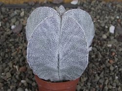 Astrophytum Onzuko Relief, pot 5,5 cm - 12408310