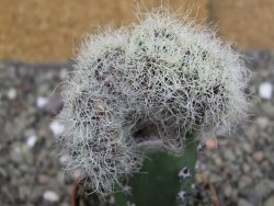 Sulcorebutia patriciae cristata, květináč 5,5 cm - 12408321