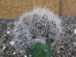 Sulcorebutia patriciae cristata, květináč 5,5 cm - 12408322
