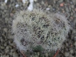 Sulcorebutia patriciae cristata, květináč 5,5 cm - 12408323