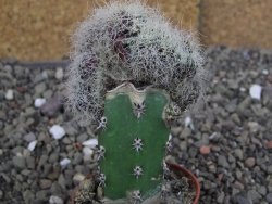 Sulcorebutia patriciae cristata, květináč 5,5 cm - 12408324