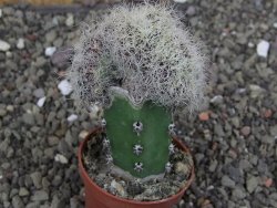 Sulcorebutia patriciae cristata, květináč 5,5 cm - 12408325