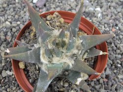 Ariocarpus trigonus elongatus San Antonio 9 cm - 12408327