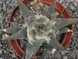 Ariocarpus trigonus elongatus San Antonio 9 cm - 12408328