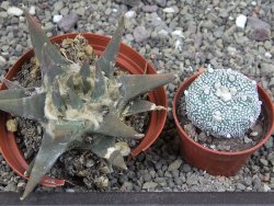 Ariocarpus trigonus elongatus San Antonio 9 cm - 12408329