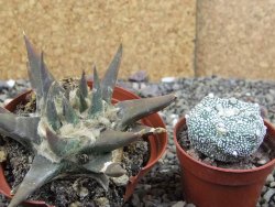 Ariocarpus trigonus elongatus San Antonio 9 cm - 12408330